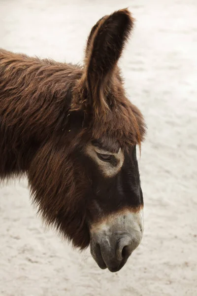 close up shot of poitou donkey head