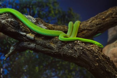 Batı Afrika yeşil mamba da bilinen Batı yeşil mamba (Dendroaspis viridis),.