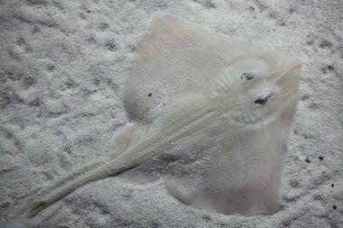 Undulate ray (Raja undulata). Akdeniz Balık.