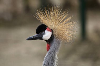 East African crowned crane (Balearica regulorum gibbericeps), also known as the crested crane. clipart