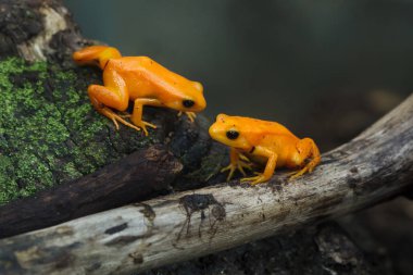 Altın mantella (Mantella otu). Yaban hayatı hayvanlar