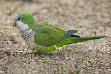 Keşiş muhabbetkuşu (Myiopsitta monachus), olarak da bilinen quaker papağan.