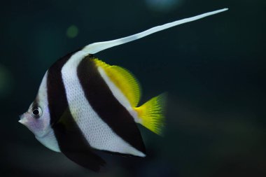 Flama coralfish, olarak da bilinen resif bannerfish veya arabacı.