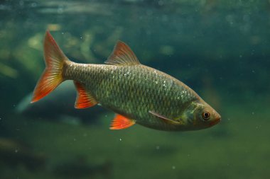 Ortak rudd (Scardinius erythropthalmus). Tatlı su balık.