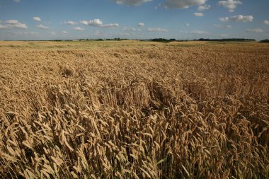 Waterloo Savaşı (1815) savaş kapsayan buğday alanları yakın: Brüksel, Belçika. 