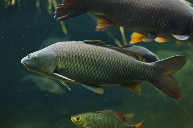 Vahşi ortak carps (Cyprinus carpio). 