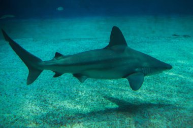 Kum köpekbalığı (Carcharhinus plumbeus). Tropikal balık.
