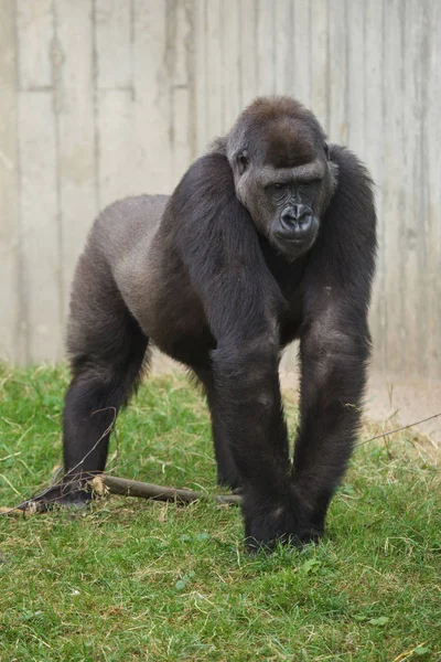 Gorille Des Basses Terres Ouest Marchant Sur Herbe — Photo