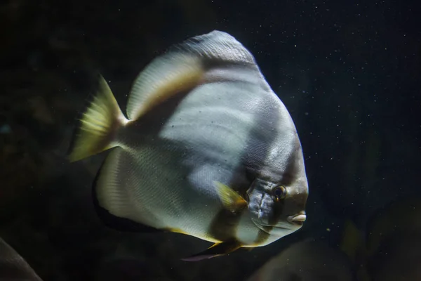 Orbicular Batfish Tropické Ryby Closeup — Stock fotografie