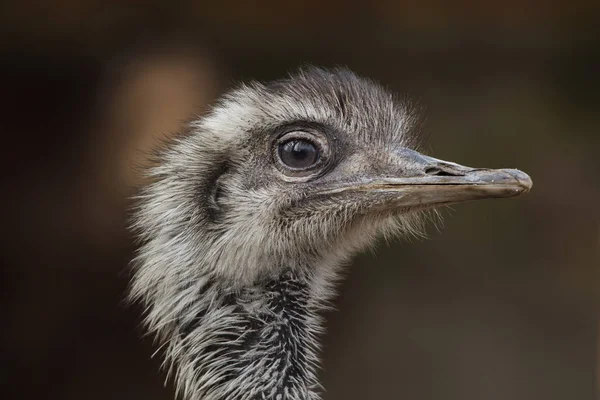 Ñandú Darwin Rhea Pennata También Conocido Como Ñandú Menor — Foto de Stock