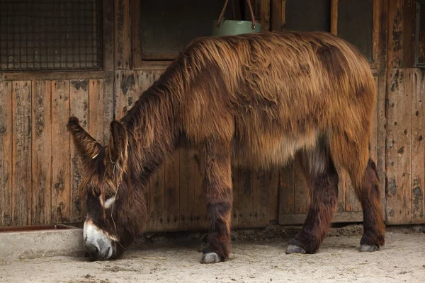 ลาพ Equus Asinus Asinus นในช Poitevin — ภาพถ่ายสต็อก