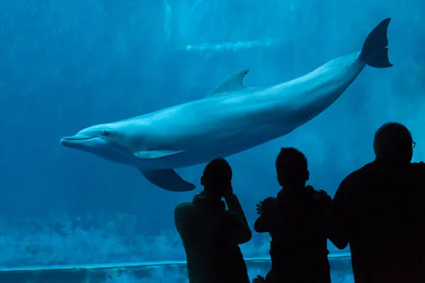 Genoa Italie Mars 2016 Les Visiteurs Observent Dauphin Commun Tursiops — Photo