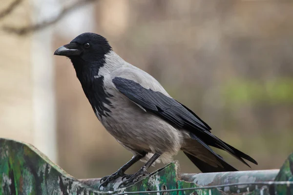 Cuervo Encapuchado Corvus Cornix Pájaro Salvaje — Foto de Stock