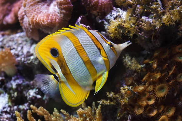 Butterflyfish Cobre Closeup Peixes Tropicais — Fotografia de Stock