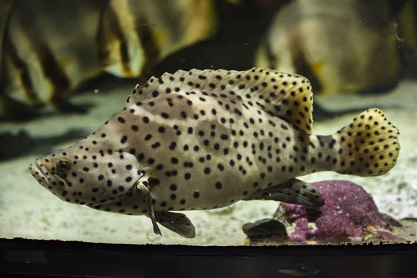 Kambur orfoz, olarak da bilinen panter Gruplayıcı. 