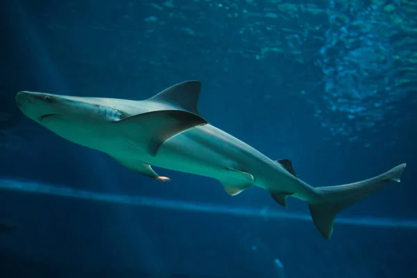 Tubarão Arenito Carcharhinus Plumbeus Peixe Tropical — Fotografia de Stock