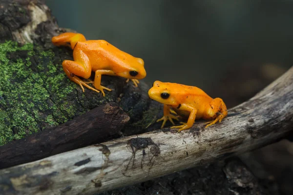 Mantella Złoty Mantella Pomarańczowa Dzikie Życie Zwierząt — Zdjęcie stockowe