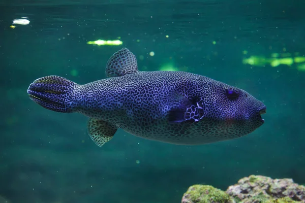 Yildiz Seklinde Kirpi Balığı Arothron Stellatus Olarak Bilinen Yıldızlı Toadfish — Stok fotoğraf