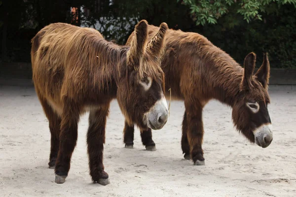 Ânes Poitou Aussi Connu Sous Nom Âne Poitevin — Photo