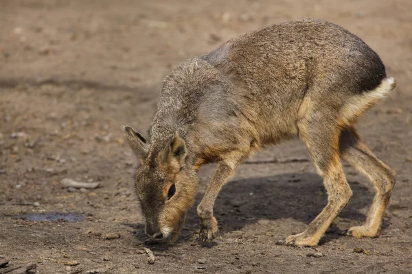 Patagonské Mara Dolichotis Patagonum Také Známý Jako Patagonské Cavy — Stock fotografie