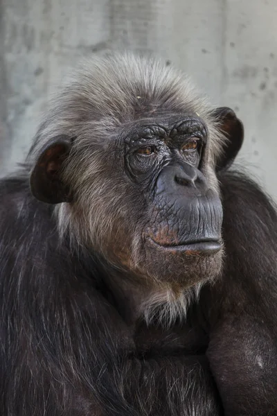Обыкновенный Шимпанзе Pan Troglodytes Известный Сильный Шимпанзе — стоковое фото