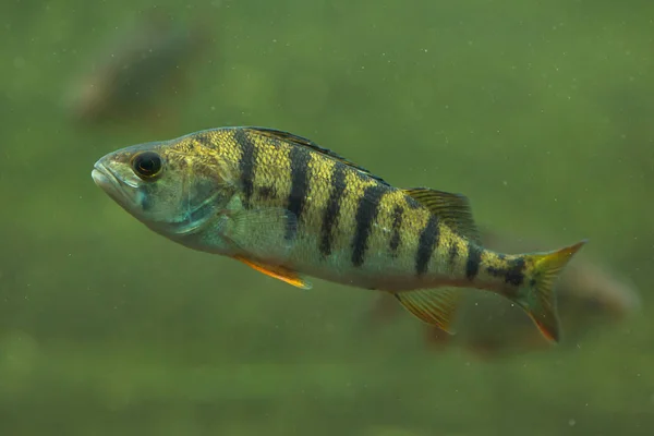European Perch Perca Fluviatilis Freshwater Fish — Stock Photo, Image
