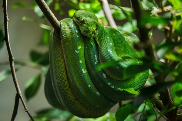 木の枝の上に座って緑の木 Python — ストック写真