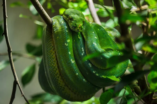 Groene Boom Python Zittend Boomtak — Stockfoto