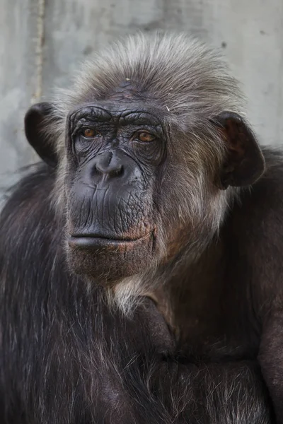 Chimpancé Común También Conocido Como Chimpancé Robusto — Foto de Stock