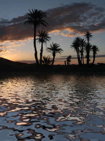 Palmeras Amanecer Las Dunas Erg Chebbi Desierto Del Sahara Marruecos — Foto de Stock