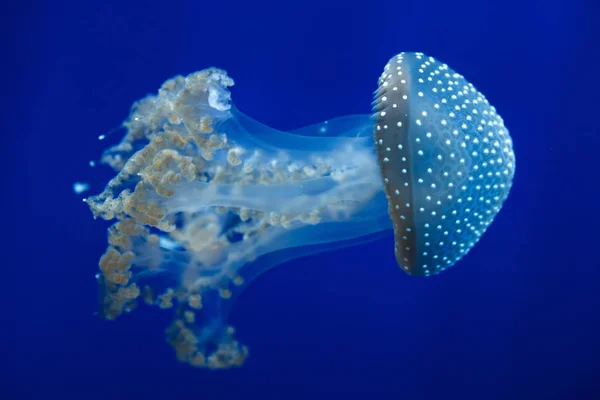 Medusas Brancas Também Conhecidas Como Medusas Pintadas Australianas — Fotografia de Stock