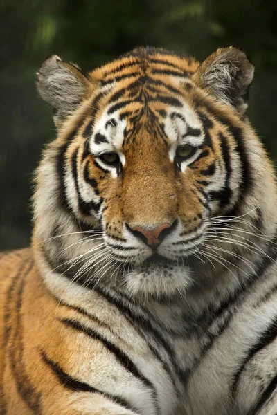 Tigre Siberiano Panthera Tigris Altaica Também Conhecido Como Tigre Amur — Fotografia de Stock