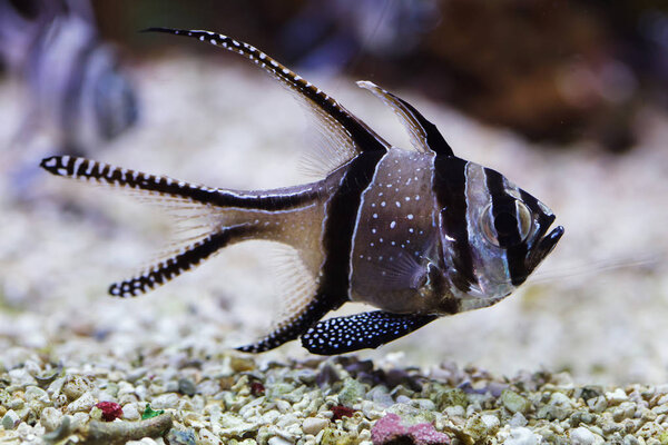 Banggai cardinalfish. Tropical fish closeup