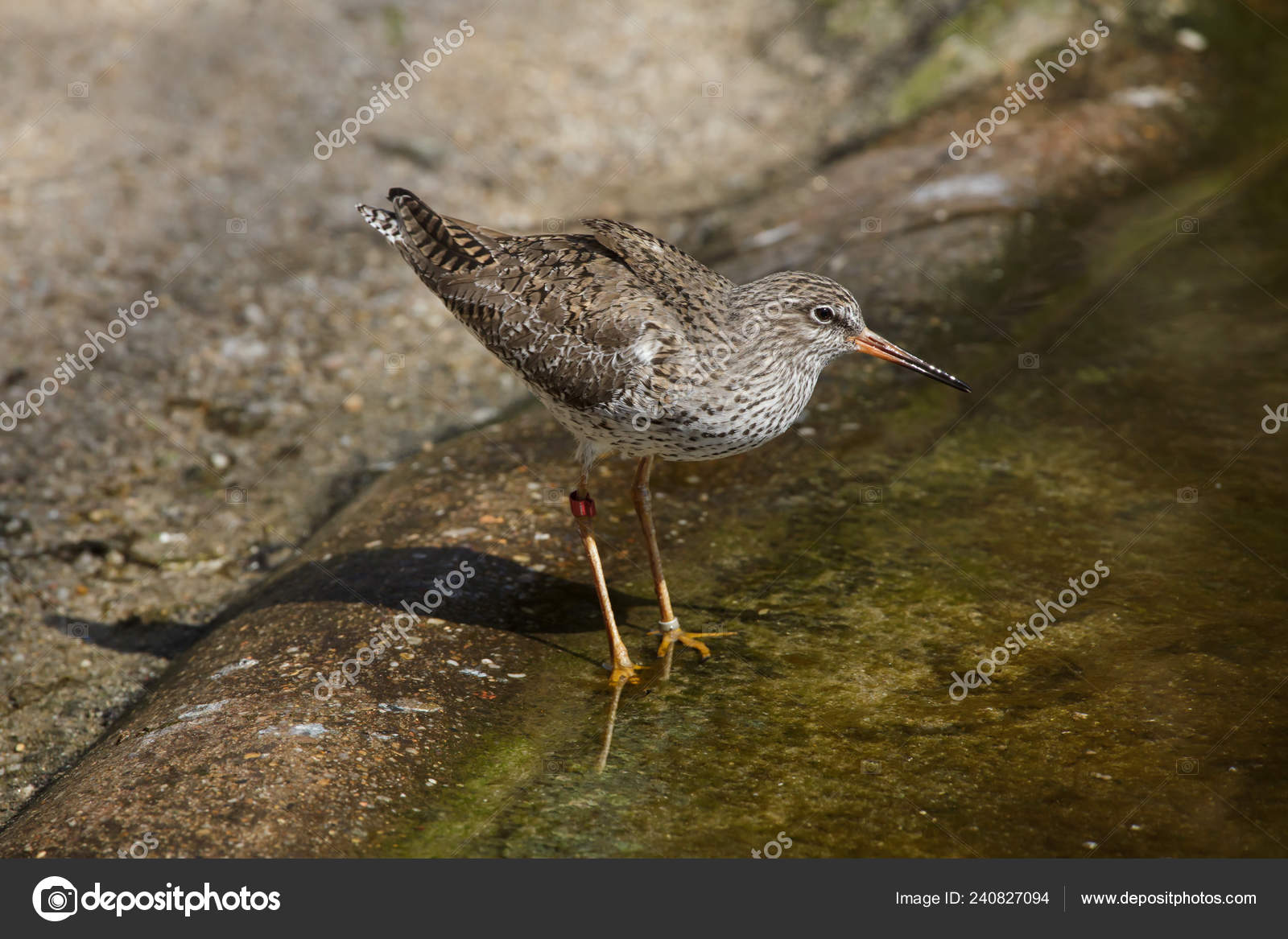 渉禽類の鳥写真素材 ロイヤリティフリー渉禽類の鳥画像 Depositphotos