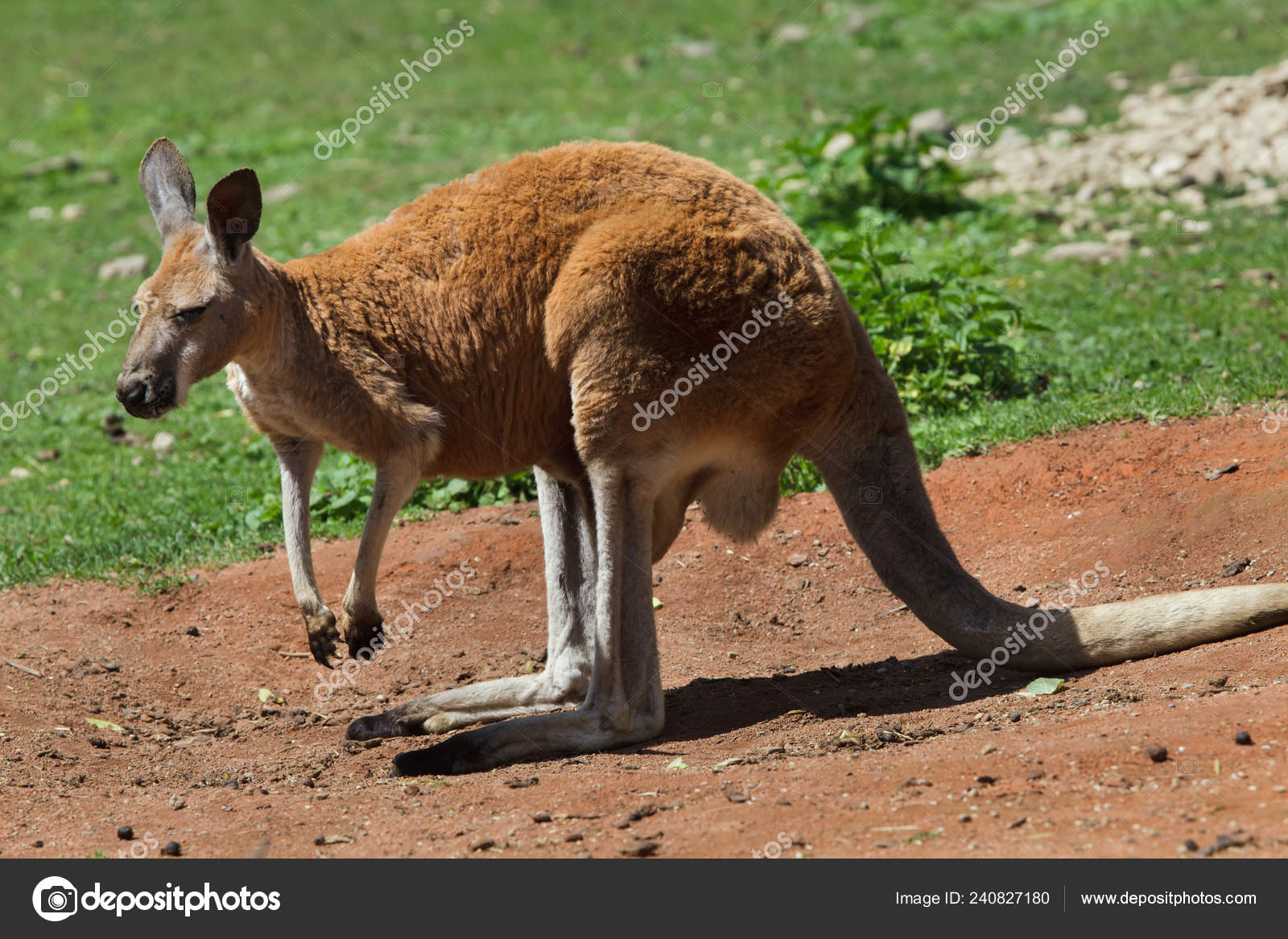 Red Kangaroo Macropus Rufus Wildlife Animal — Stock Photo