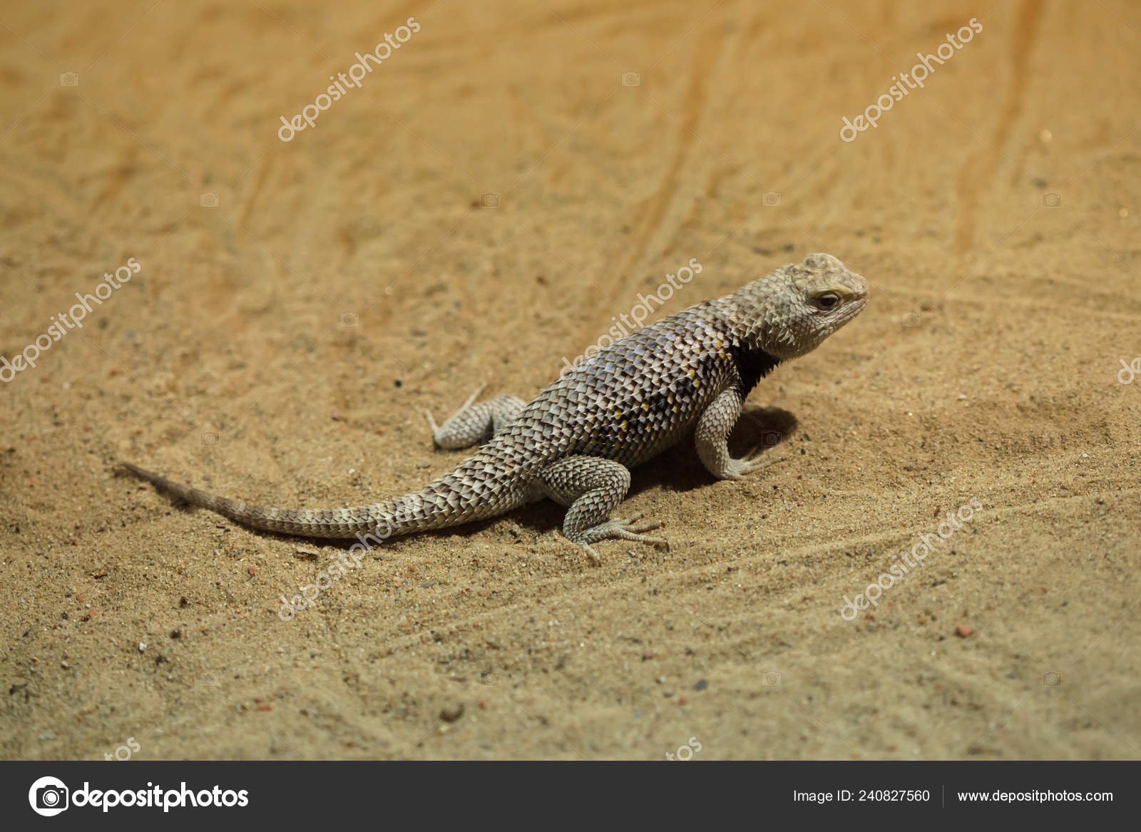 Desert Spiny Lizard Wild Life Animal Stock Photo By C Wrangel 240827560