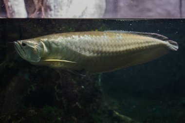 Gümüş arowana (Osteoglossum bicirrhosum). Tatlı su balık.