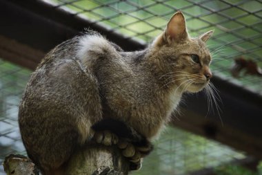 Avrupa yaban kedisi (Felis silvestris silvestris). Vahşi hayvan.