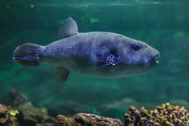 Yildiz seklinde kirpi balığı olarak da bilinen yıldızlı toadfish.