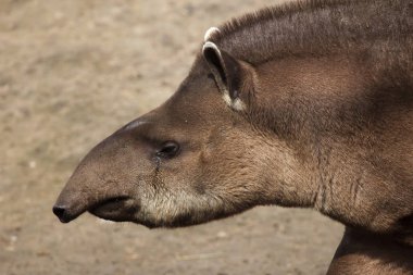 Güney Amerika tapiri olarak da bilinen Brezilya tapiri