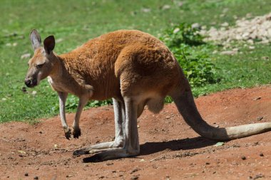 Red kangaroo (Macropus rufus). Wildlife animal. clipart