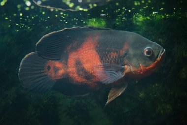 Oscar balığı (Astronotus ocellatus). Tatlı su balık. 