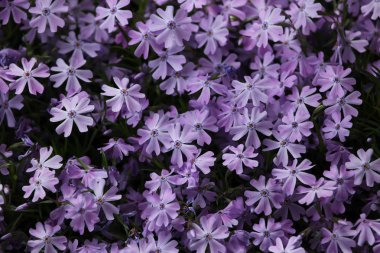 Sürünen phlox olarak da bilinen moss phlox.