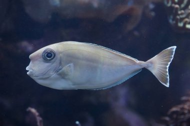 Bluespine unicornfish olarak da bilinen kısa burunlu unicornfish.