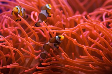 Muhteşem deniz anemone yüzme Ocellaris palyaço balığı 