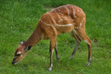 Orman Batı olarak da bilinen orman Doğu.