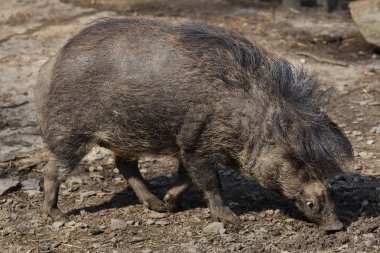 Visayan siğil gibi domuzu (Sus cebifrons). Vahşi hayvan.