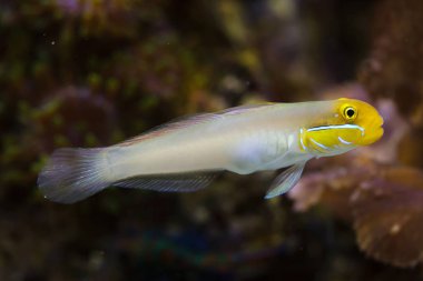 Blueband kaya balığı (Valenciennea strigata). Tropikal balık. 