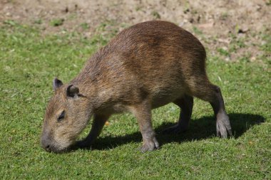 Capibara (Hydrochoerus hydrochaeris). Vahşi yaşam hayvan.