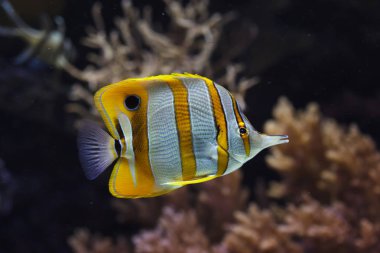 Copperband butterflyfish (Chelmon rostratus). Tropikal balık.